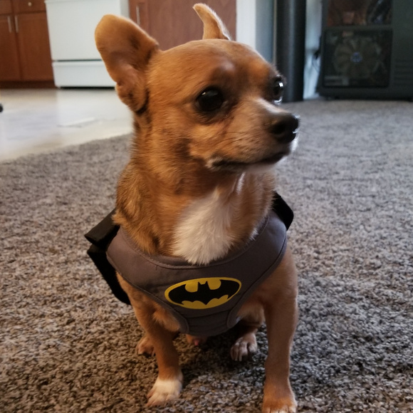 Meet your Posher, Darinda - Picture 4 of 8